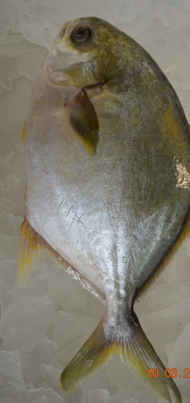 Frozen Pompano Whole(per lb)