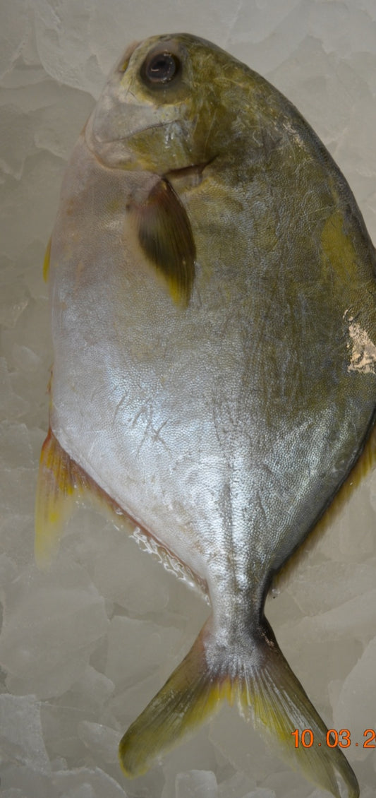 Frozen Pompano Whole(per lb)